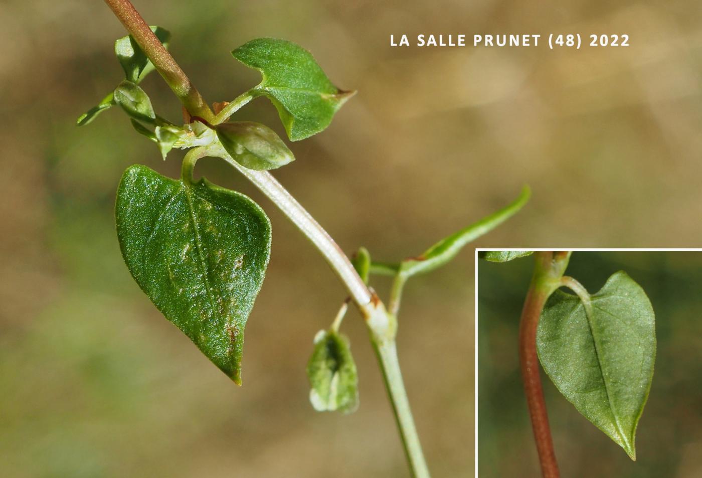 Buckwheat, Copse leaf